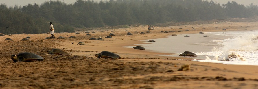 During this phenomenon, the turtles sometimes continue to nest throughout the day.