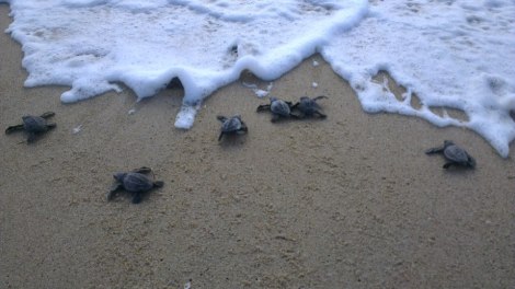 Hatchlings